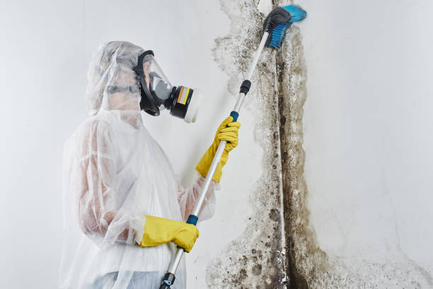 Best Attic Mold Removal  in Opelousas, LA