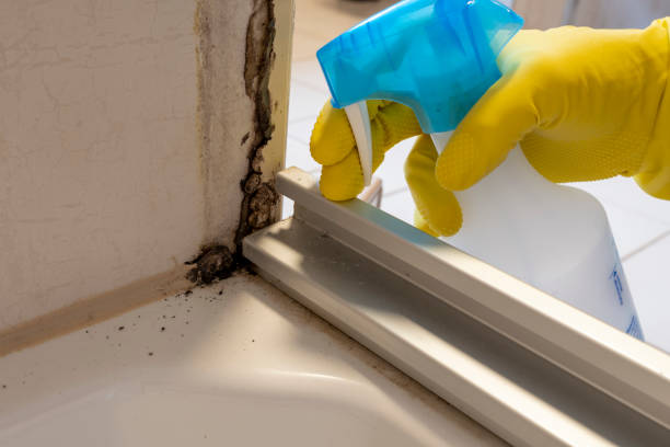 Best Professional Mold Removal  in Opelousas, LA