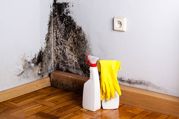Best Crawl Space Mold Removal  in Opelousas, LA