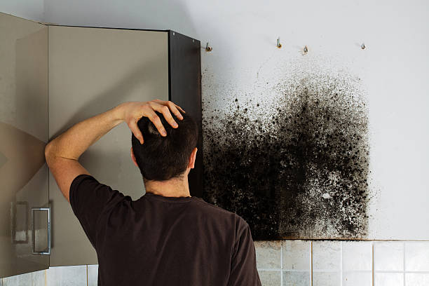 Best Black Mold Removal  in Opelousas, LA
