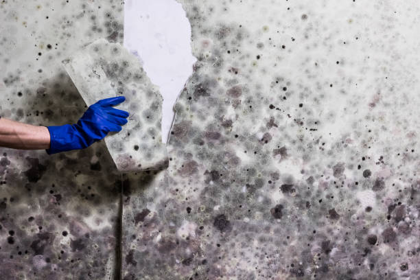 Best Emergency Mold Removal  in Opelousas, LA