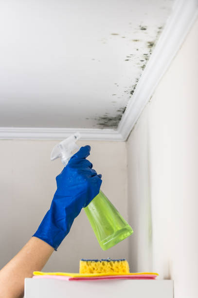 Best Commercial Mold Removal  in Opelousas, LA