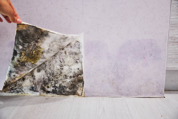 Best Crawl Space Mold Removal  in Opelousas, LA
